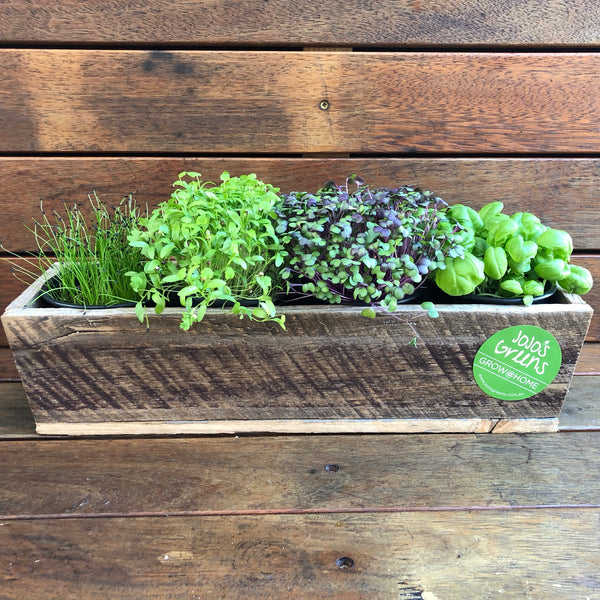 Rustic Wooden Window Box with 4 Herbs