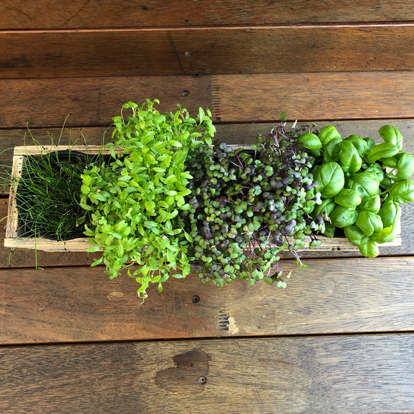 Rustic Wooden Window Box with 4 Herbs