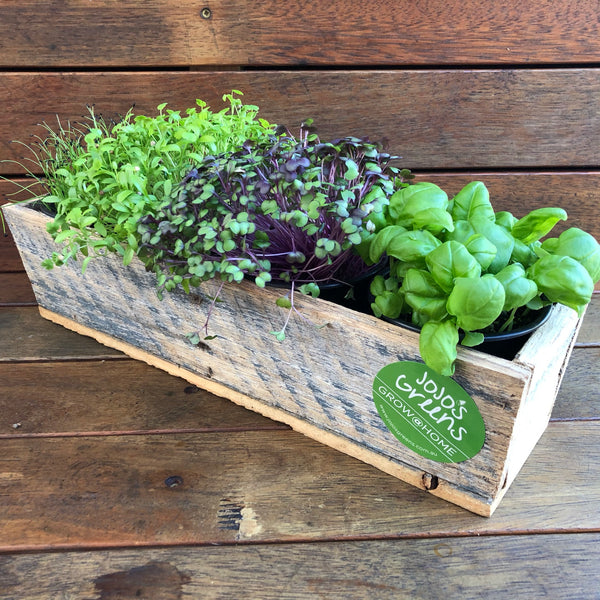 Rustic Wooden Window Box with 4 Herbs - Order NOW for CHRISTMAS