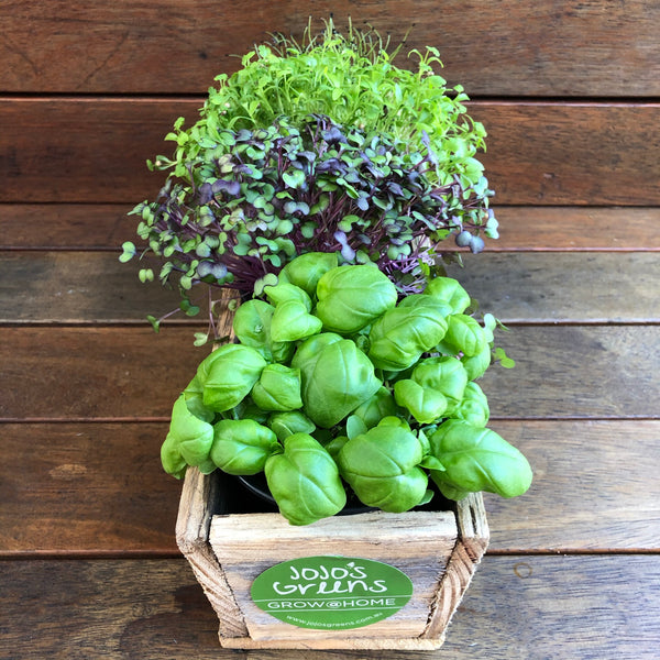 Rustic Wooden Window Box with 4 Herbs