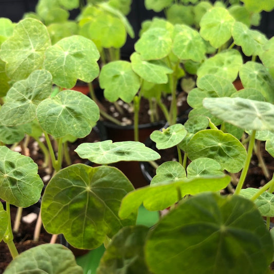 NASTURTIUM - Alaska or Blue Pepe - Live