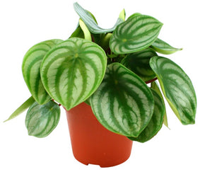 Peperomia Argyreia Melon Peru PBR 120mm