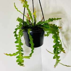 Fishbone Cactus 150mm Hanging