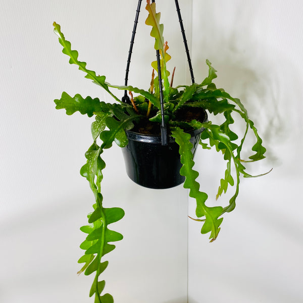 Fishbone Cactus 150mm Hanging