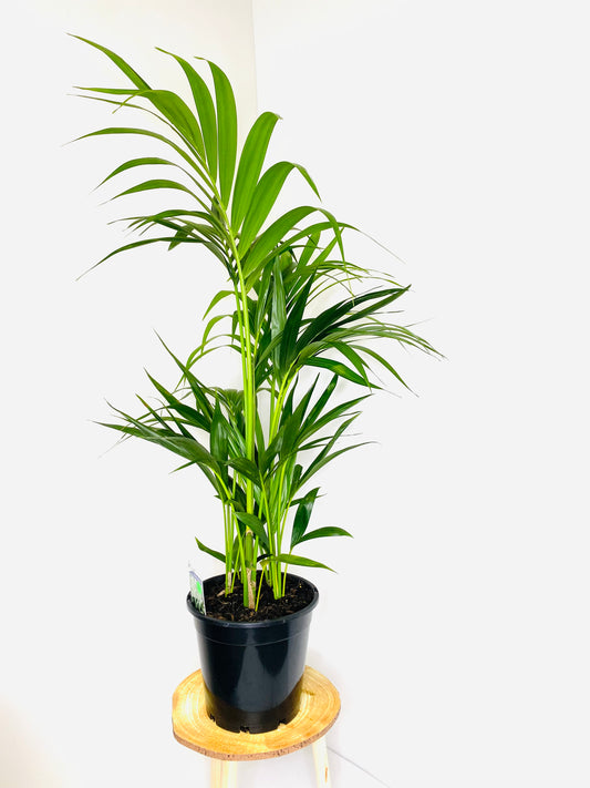 Kentia Palm 250mm