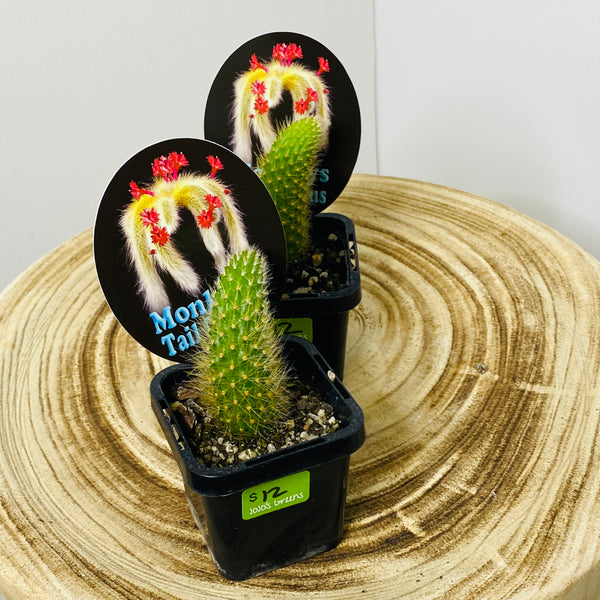 Monkey Tail Cactus 7cm Pots