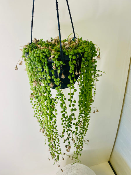 String of Pearls 20cms Hanger