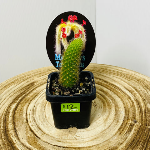 Monkey Tail Cactus 7cm Pots