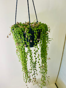 String of Pearls 20cms Hanger