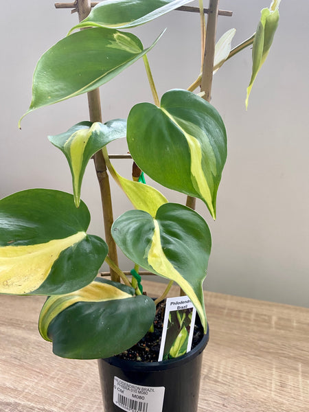 Philodendron Brazil Espalier 120mm